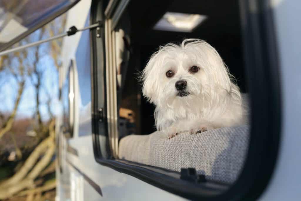 A small white dog looks out from a trailer window, surrounded by trees, under clear blue skies.