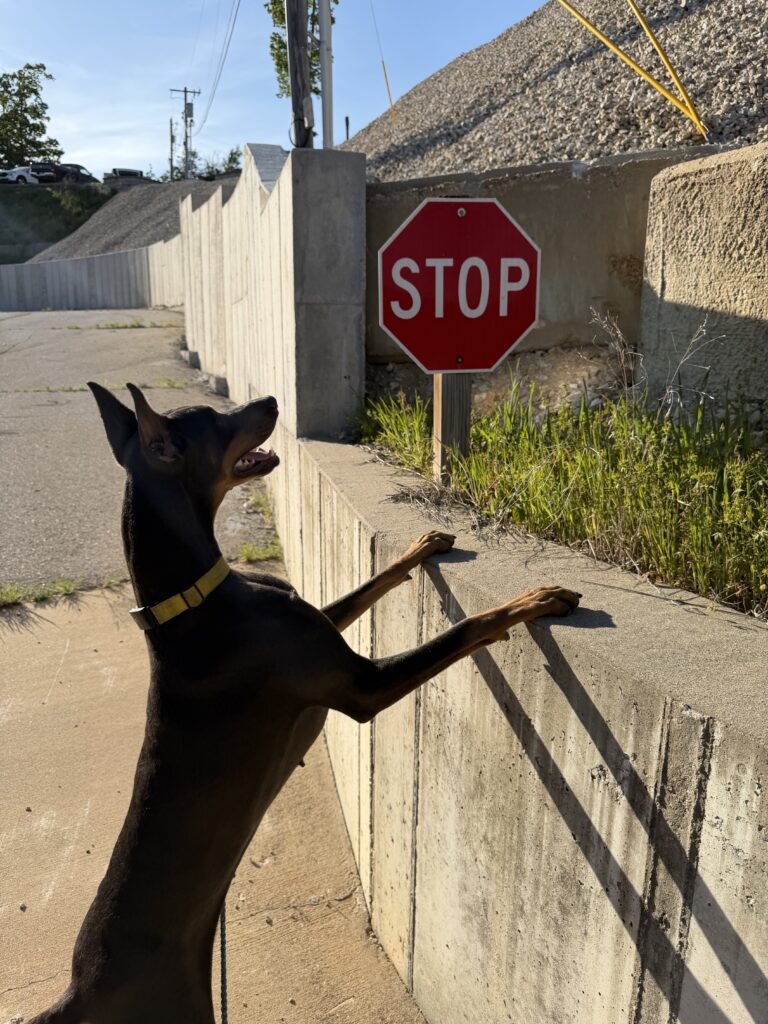 dog looking at stop sign